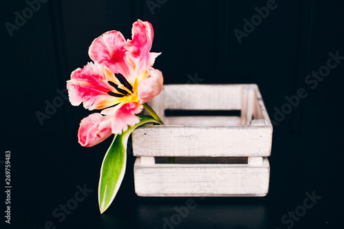 pink tulip. white wooden boxes on the shelf.