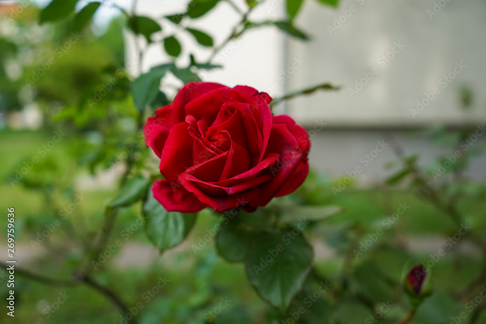 Red Rose Red Rose