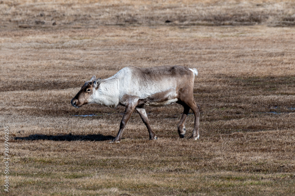 Naklejka premium A reindeer grazing in a meadow