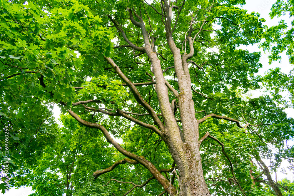 Fototapeta premium A big tree