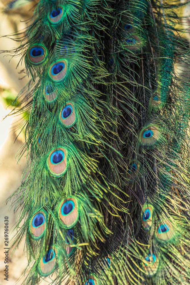 Fototapeta premium Male Peacocks Feathers Close-up