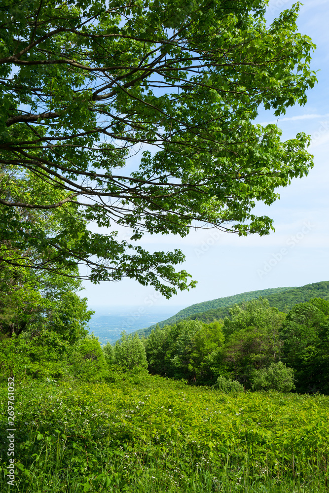 Fototapeta premium Scenic View in a US National Park