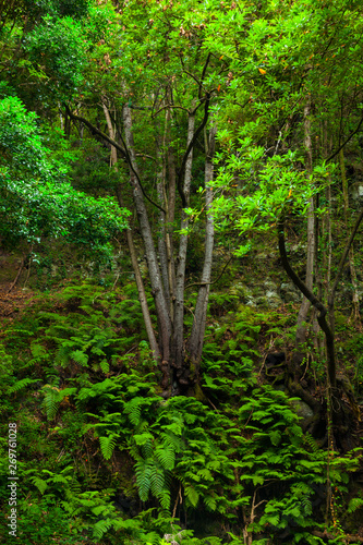 Árbol viñatigo. Bosque de laurisilva. Barranco Cubo de La Galga. Pueblo La Galga. Isla La Palma. Provincia Santa Cruz. Islas Canarias. España