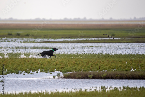 Photography Dog hunting birds