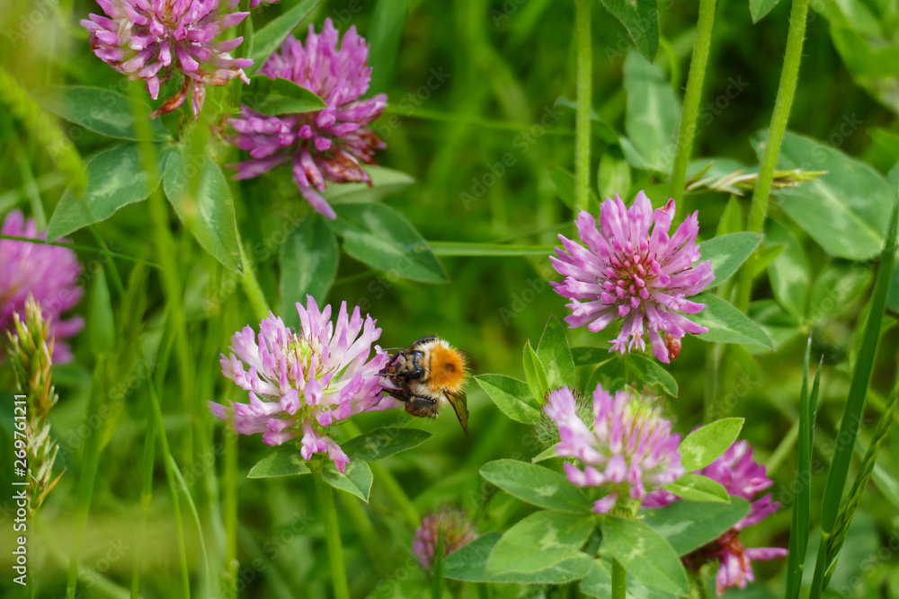 Hummel fliegt auf eine lila, violett farbener Wiesen Klee Blüte, auf einer Wiese Hummel fliegt auf eine lila, violett farbener Wiesen Klee Blüte, auf einer Wiese