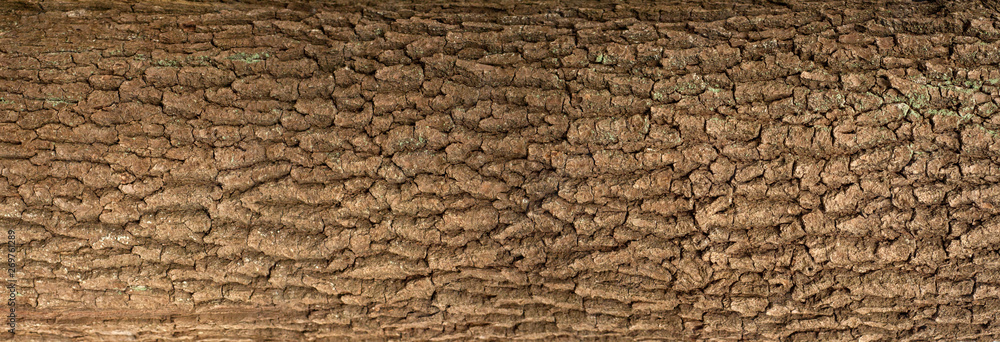 Embossed texture of the bark of oak with green moss. Panoramic photo of the oak texture. Embossed texture of the bark of oak with green moss. Panoramic photo of the oak texture.