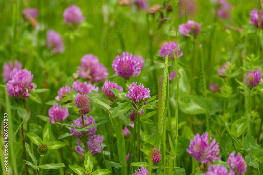 Roter Wiesen Klee Pflanze, mit lila, violett farbener Blüte, und grünen Blättern, auf der Wiese Roter Wiesen Klee Pflanze, mit lila, violett farbener Blüte, und grünen Blättern, auf der Wiese