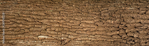 Embossed texture of the bark of oak with green moss. Panoramic photo of the oak texture.