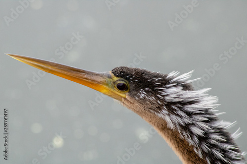 Male anhinga photo