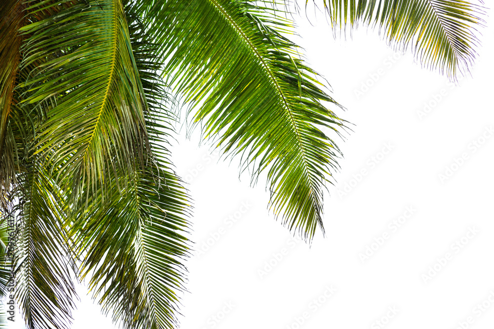 Palm Leaves Isolated On White