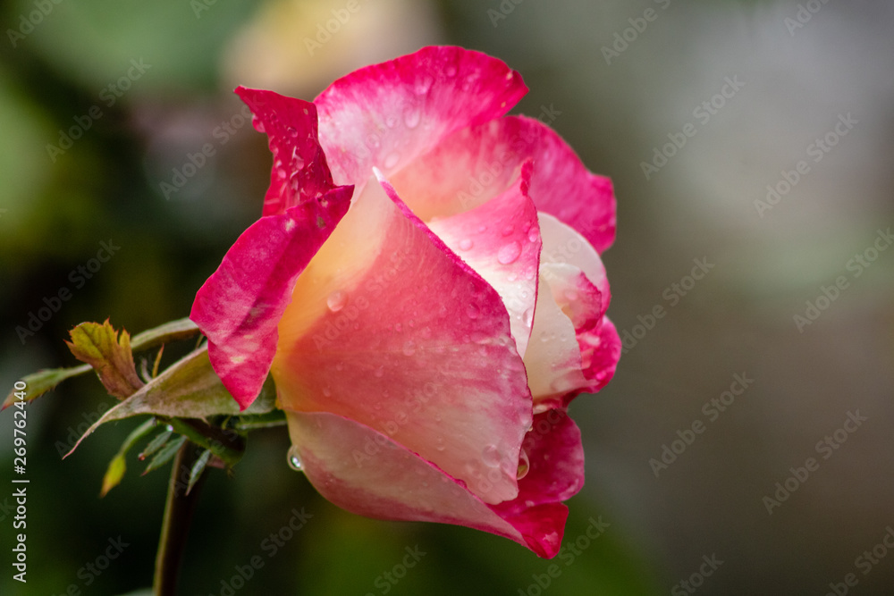 Pink and white rose