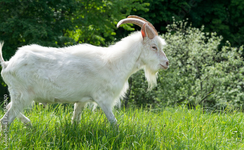 One white goat on green grass in a field.