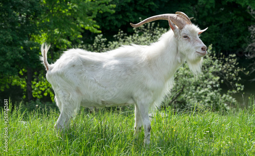 One white goat on green grass in a field.