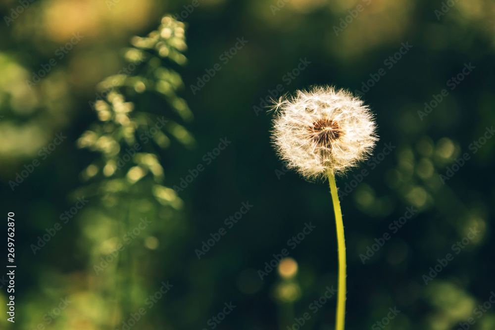 background of green grass. faded dandelion