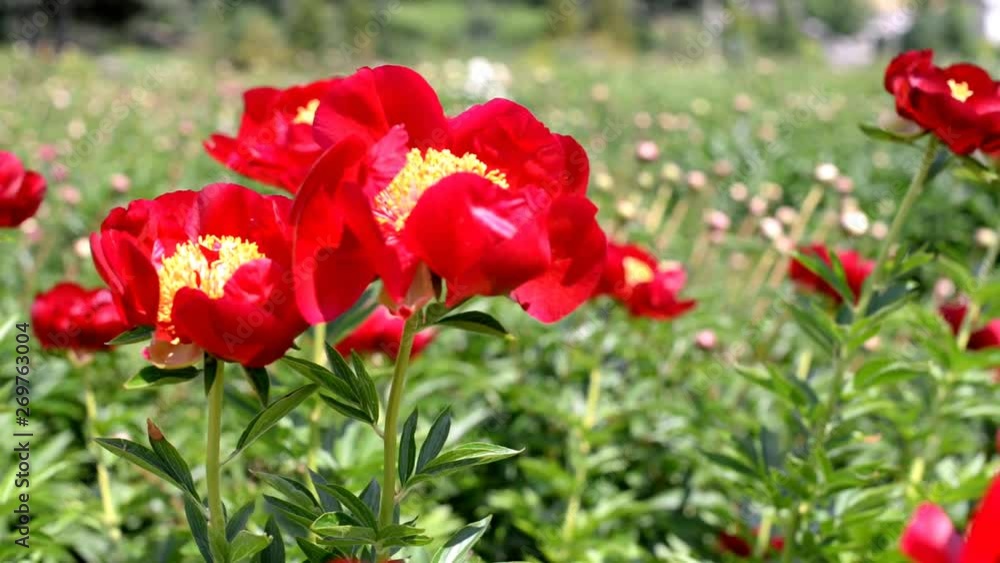 beautiful flowers red peonies in the garden on the field develop in the wind in nature beautiful flowers red peonies in the garden on the field develop in the wind in nature