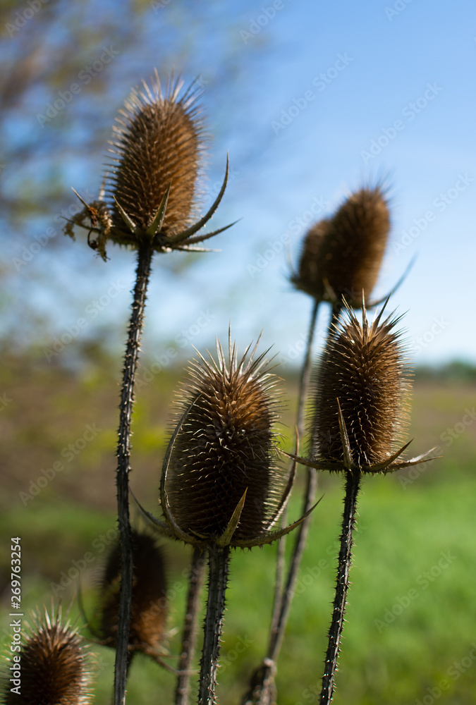 Obraz premium The invasive teasel