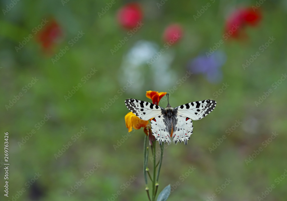 Obraz premium Forest fistula butterfly ; Zerynthia cerisyi