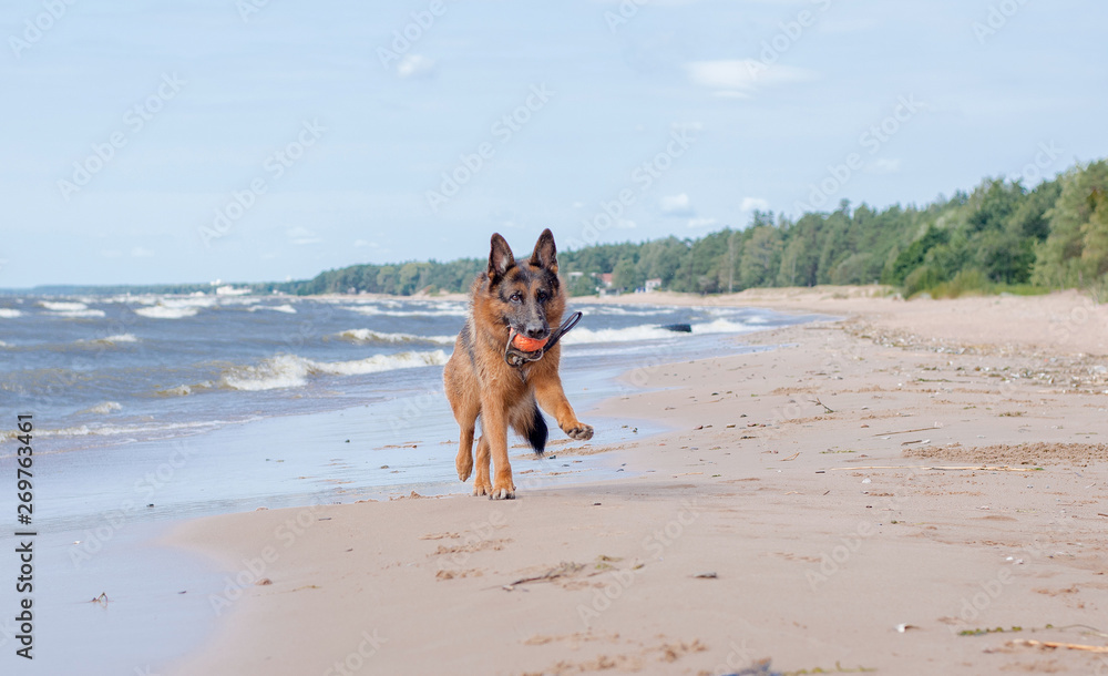 Dog breed German shepherd running on the beach with a toy on the beach. Sand, water, happiness, dog Dog breed German shepherd running on the beach with a toy on the beach. Sand, water, happiness, dog