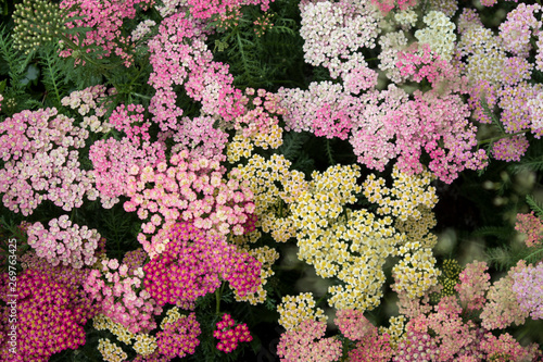 the Multicolored sedum in a flowerbed as a decoration photo