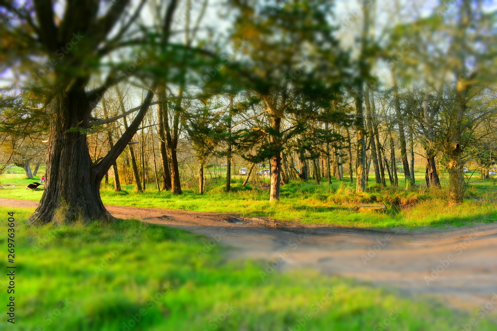 Fototapeta premium bosque
