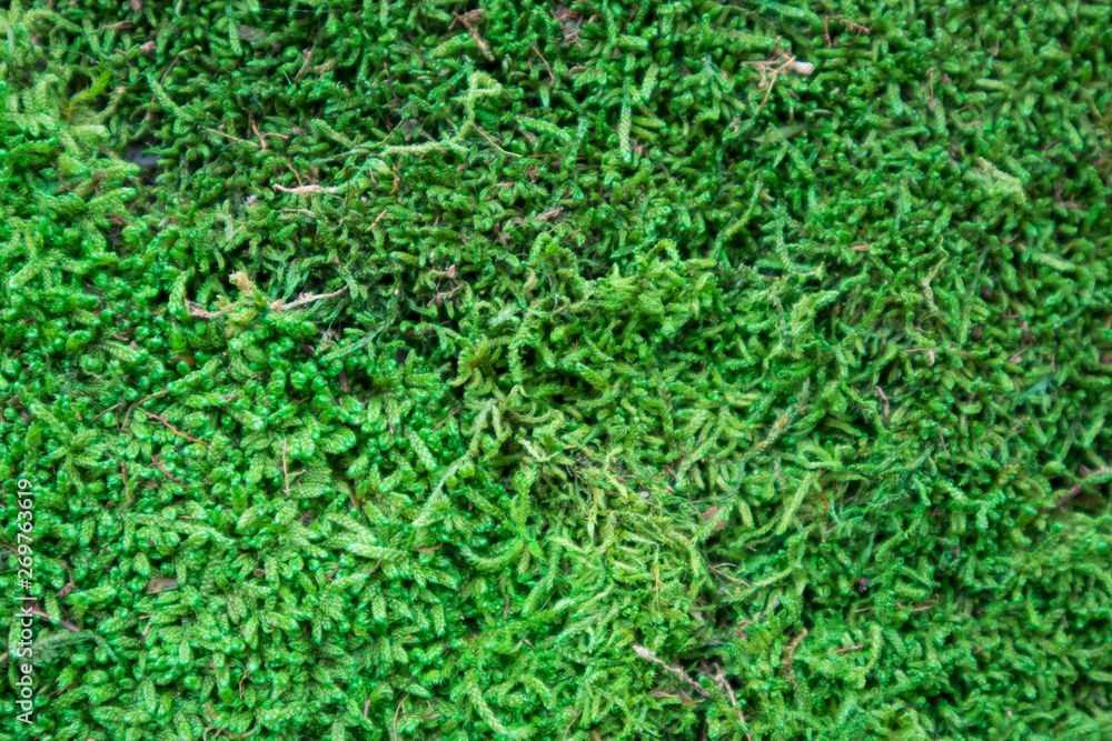 Multicolored moss used in the design of the garden Multicolored moss used in the design of the garden