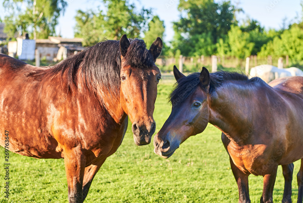 Beautiful healthy horses graze on green grass in the meadow. The theme of agriculture and livestock. Beautiful healthy horses graze on green grass in the meadow. The theme of agriculture and livestock.