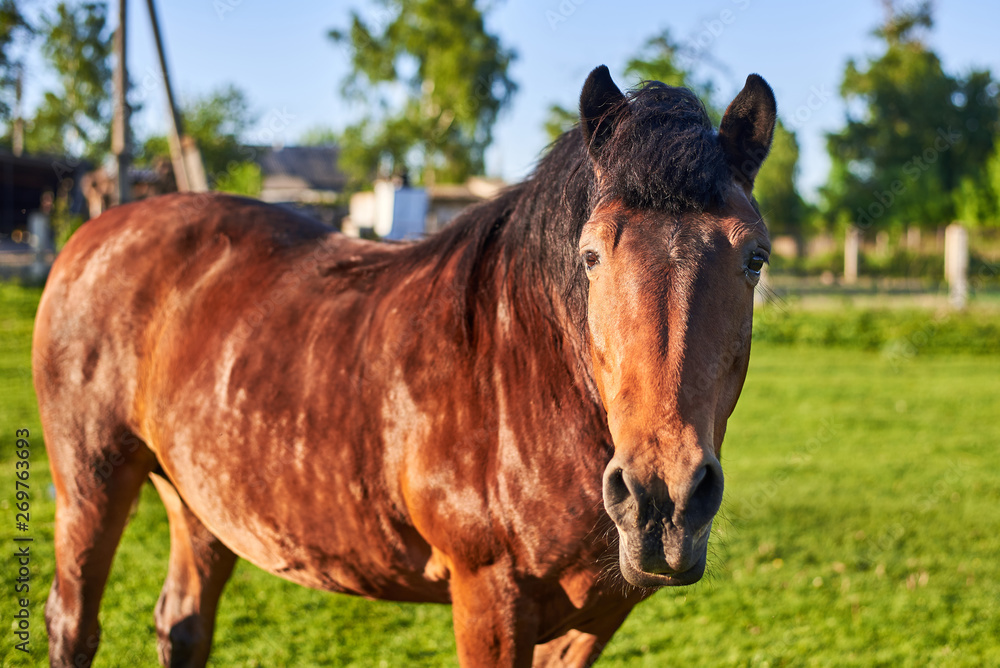 Beautiful healthy horse graze on green grass in the meadow. The theme of agriculture and livestock.