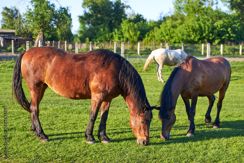 Beautiful healthy horses graze on green grass in the meadow. The theme of agriculture and livestock.