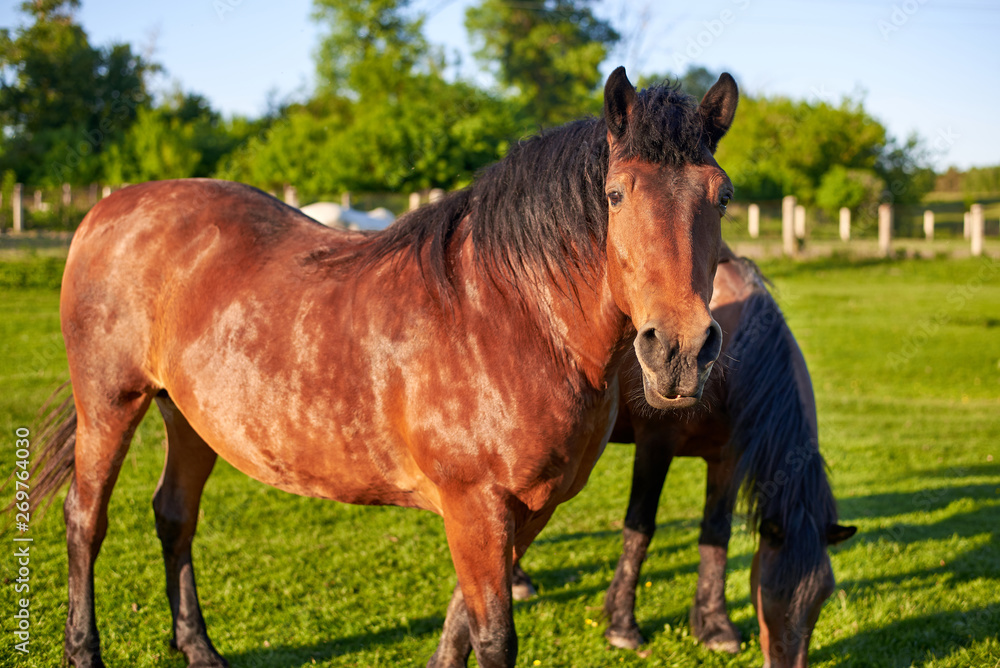 Fototapeta premium Beautiful healthy horses graze on green grass in the meadow. The theme of agriculture and livestock.