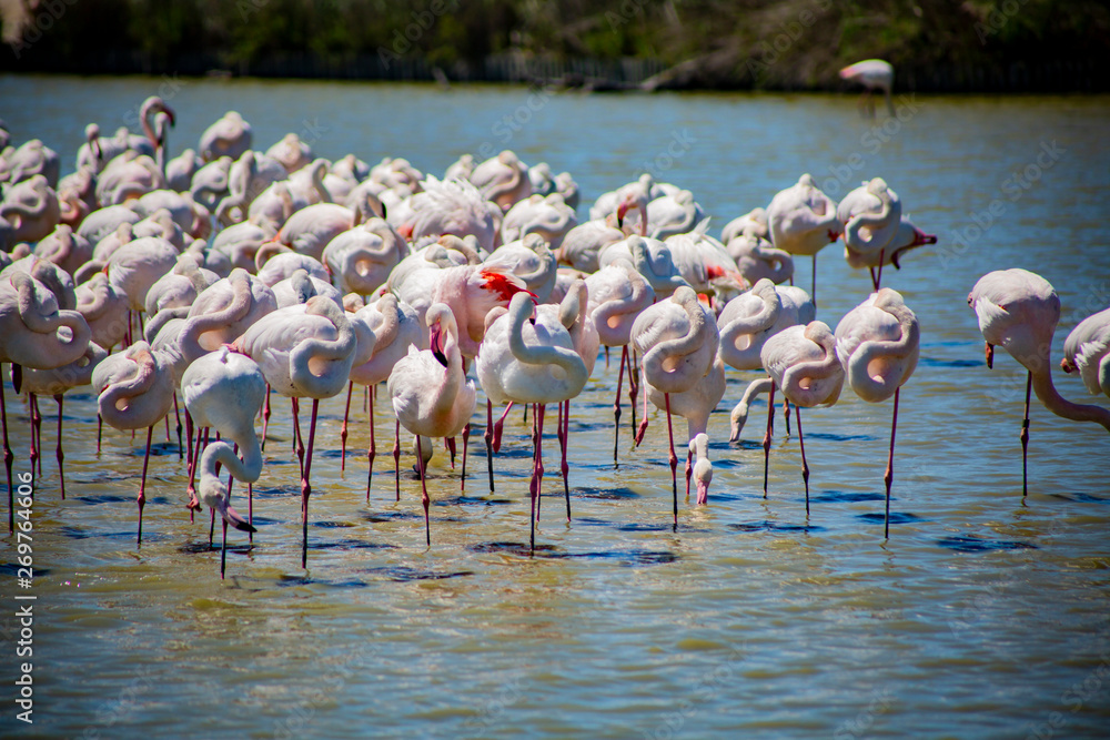 Naklejka premium Flamants roses