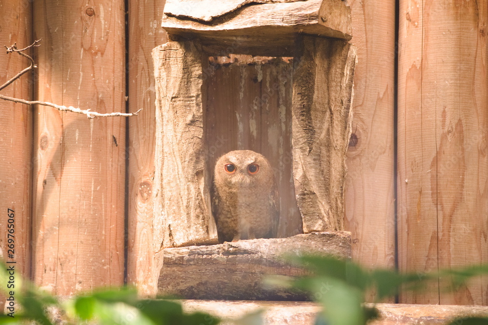 old wooden door