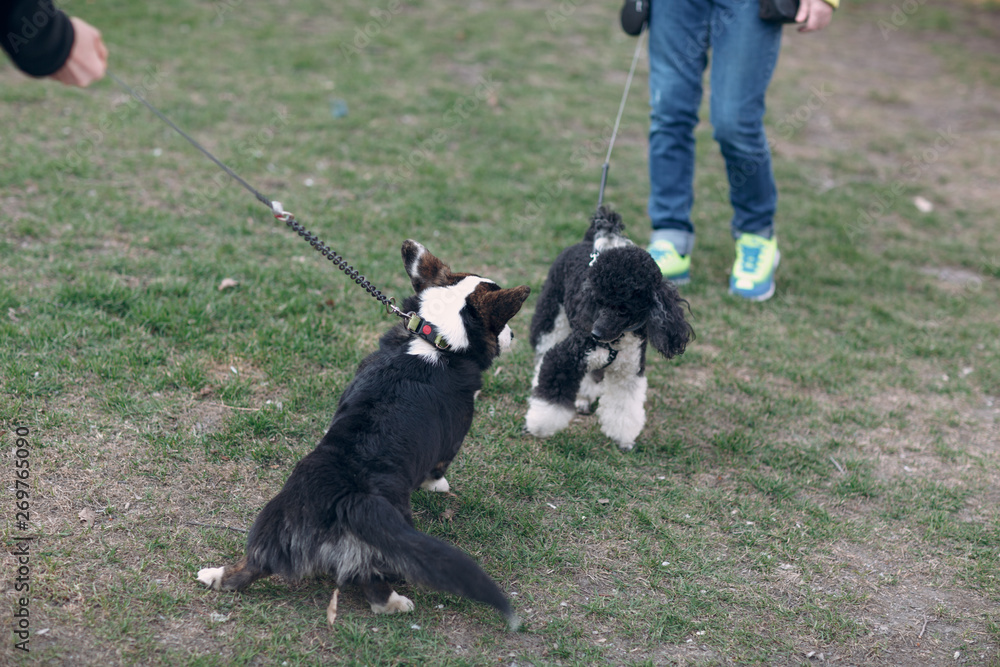 Corgi welsh cardigan puppy dog Corgi welsh cardigan puppy dog