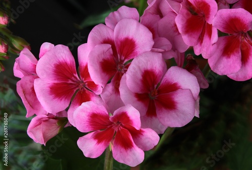 pink and purple flowers of geranium potted plant