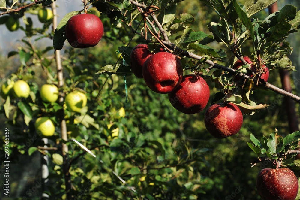 Apple plantation Apple plantation