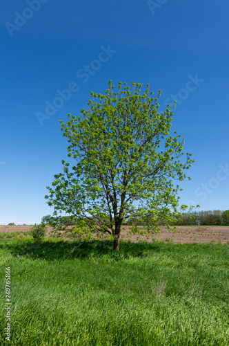 Tree in the field