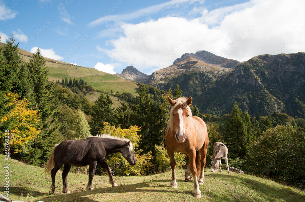 grazing horses