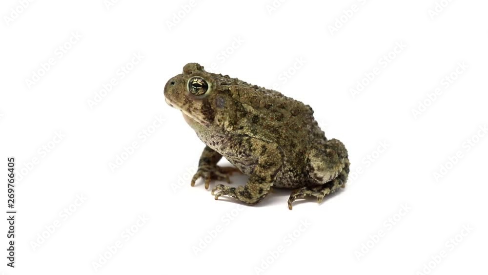 Dwarf American Toad ( Anaxyrus americanus charlesmithi ) Dwarf American Toad ( Anaxyrus americanus charlesmithi )