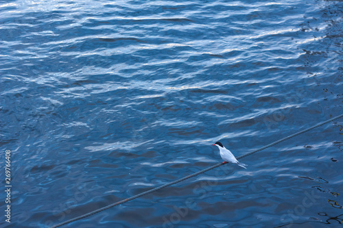  Bird, a seagull sits on a steel rope above the water at sunset © Илья Николаев