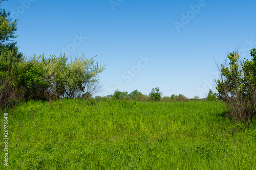 Open grass field
