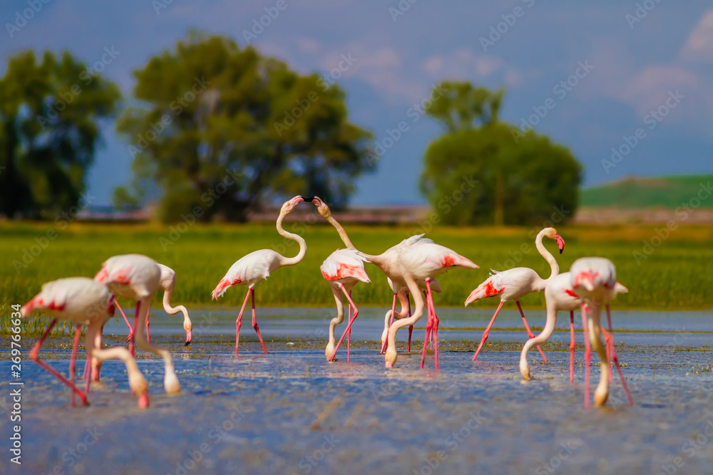 Fototapeta Nature and birds. Colorful bird flamingos. Green blue nature background.