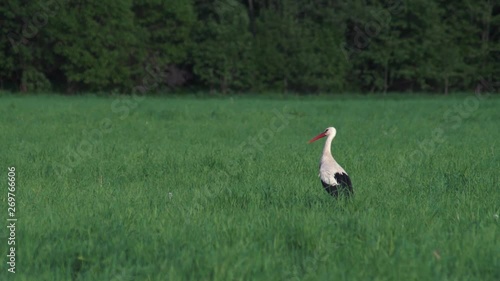 White Stork