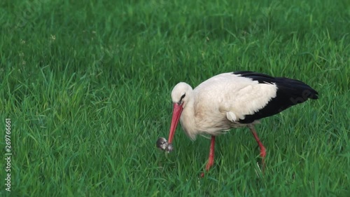 White Stork Hunting