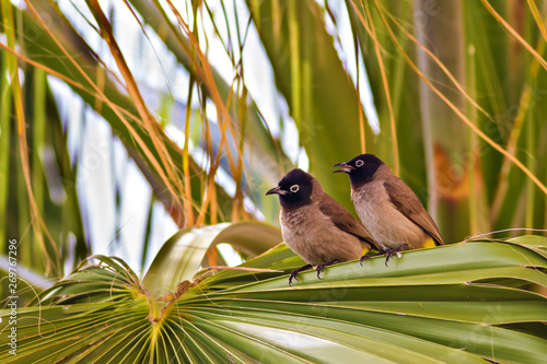 Cute bird White spectacled Bulbul. Nature backgound. Pycnonotus xanthopygos. photo