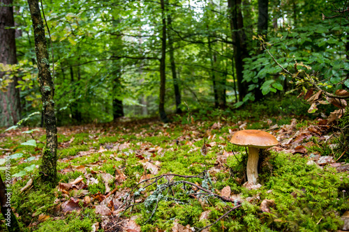 mushroom in the forest