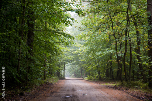Fototapeta Naklejka Na Ścianę i Meble -  road in the forest