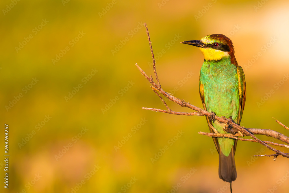Colorful bird. European Bee eater. Green nature background. Colorful bird. European Bee eater. Green nature background.
