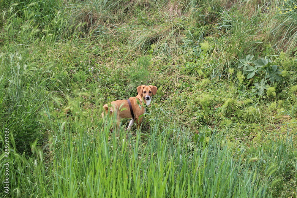 Red dog cheerful walking in the meadow. Red dog cheerful walking in the meadow.