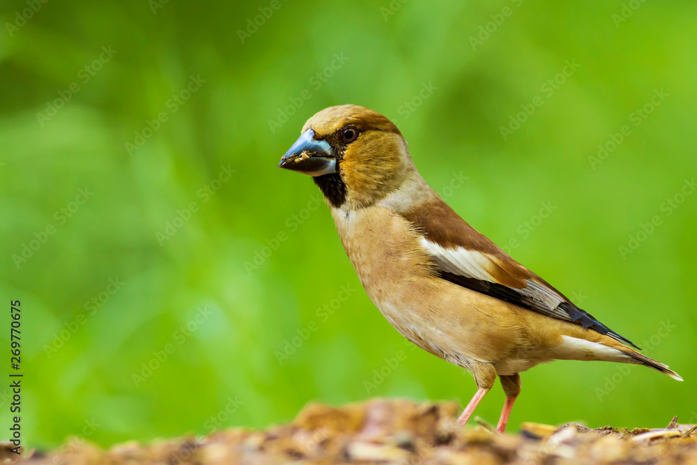 Cute little bird Hawfinch. Hawfinch is feeding on the ground. Green nature background. Bird: Hawfinch. Coccothraustes coccothraustes. Cute little bird Hawfinch. Hawfinch is feeding on the ground. Green nature background. Bird: Hawfinch. Coccothraustes coccothraustes.