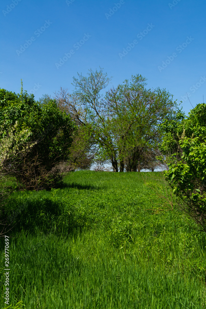 Open grass field