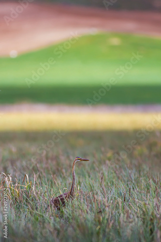 Colorful nature background and heron. Bird: Purple heron. photo